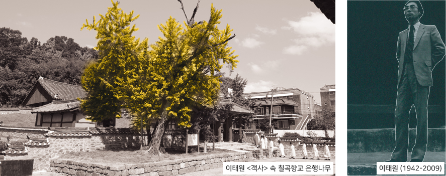 이태원 객사 속 칠곡향교 은행나무, 이태원(1942-2009)